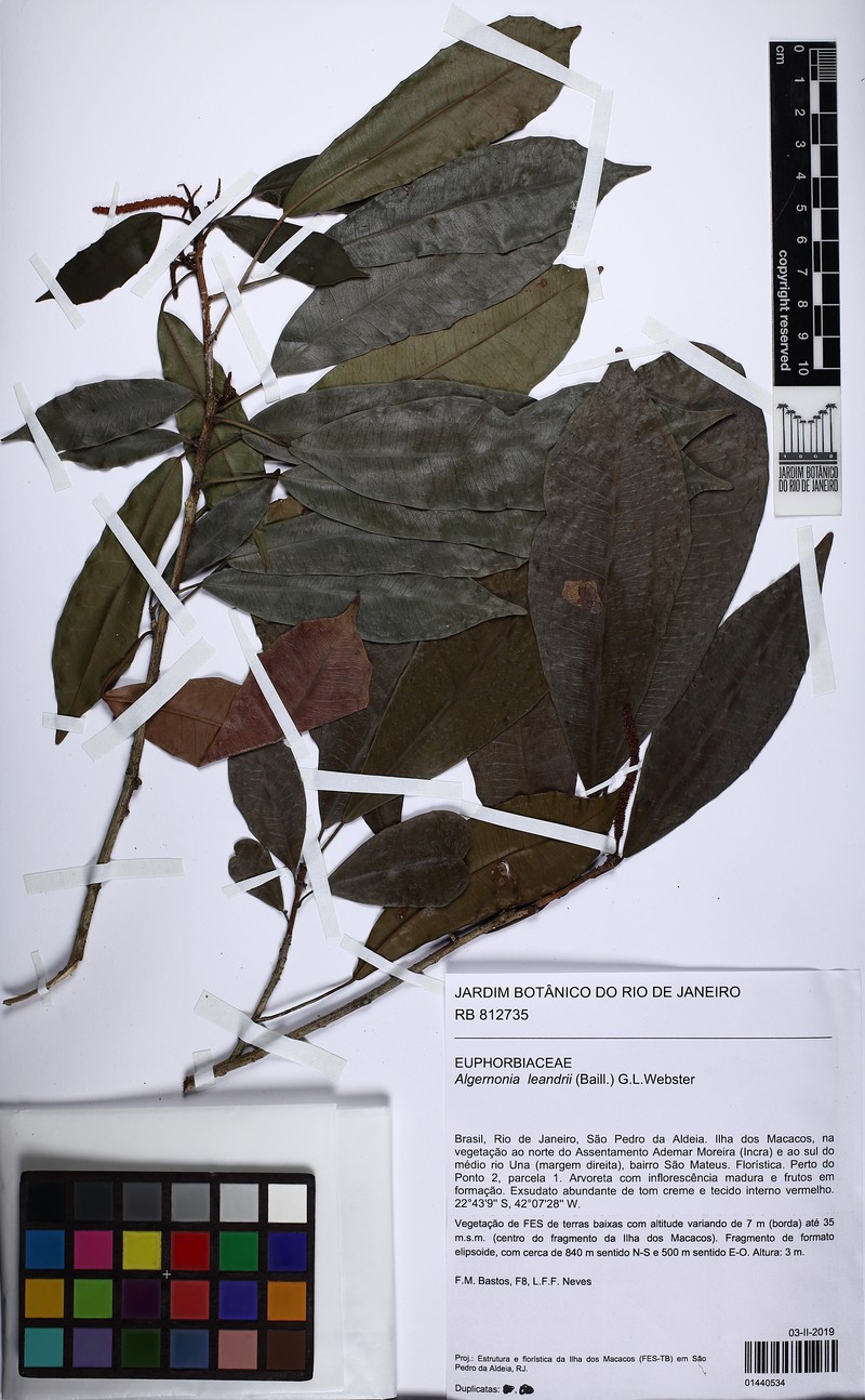 Algernonia leandrii photo 5