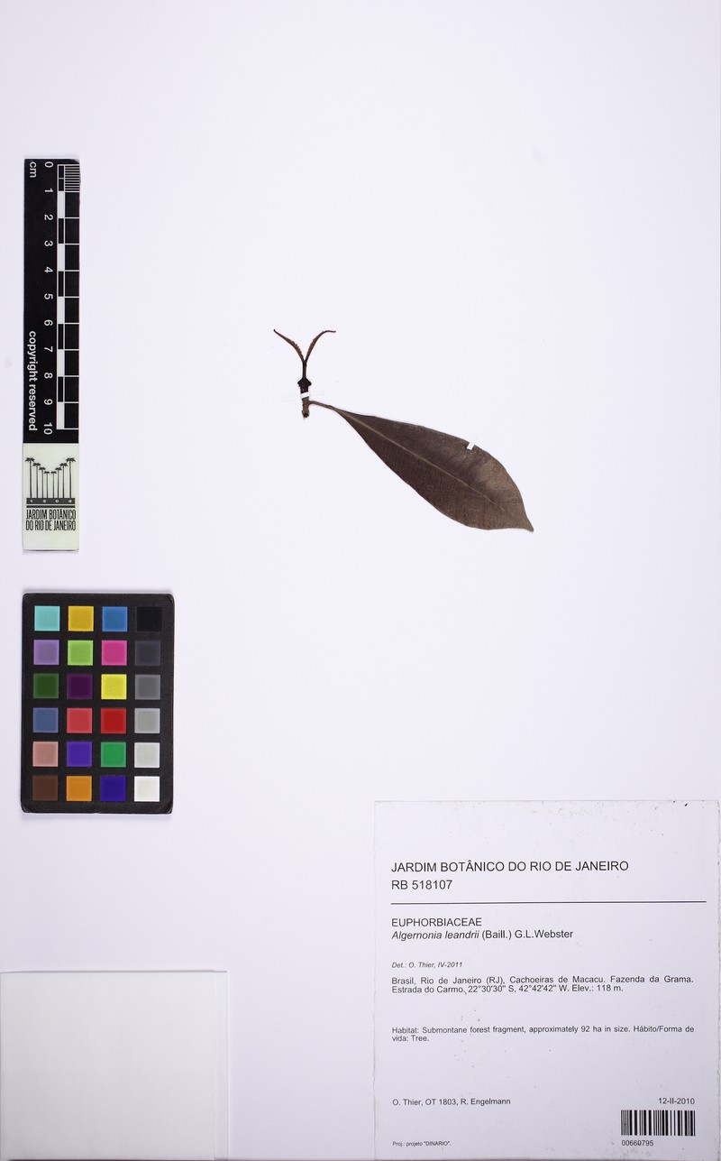 Algernonia leandrii photo 7