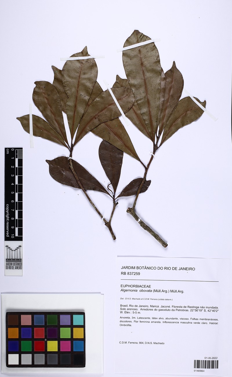 Algernonia obovata