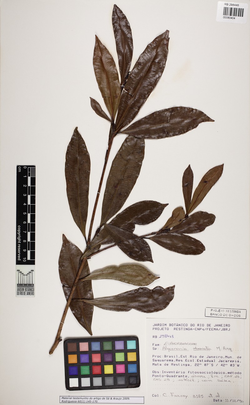 Algernonia obovata photo 2