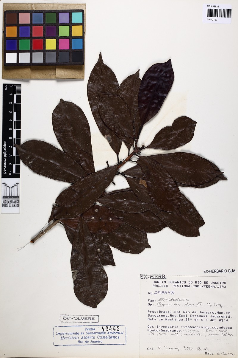 Algernonia obovata photo 3