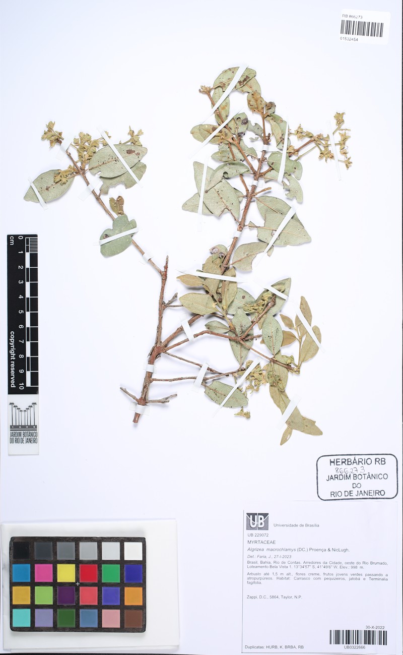 Algrizea macrochlamys photo 2