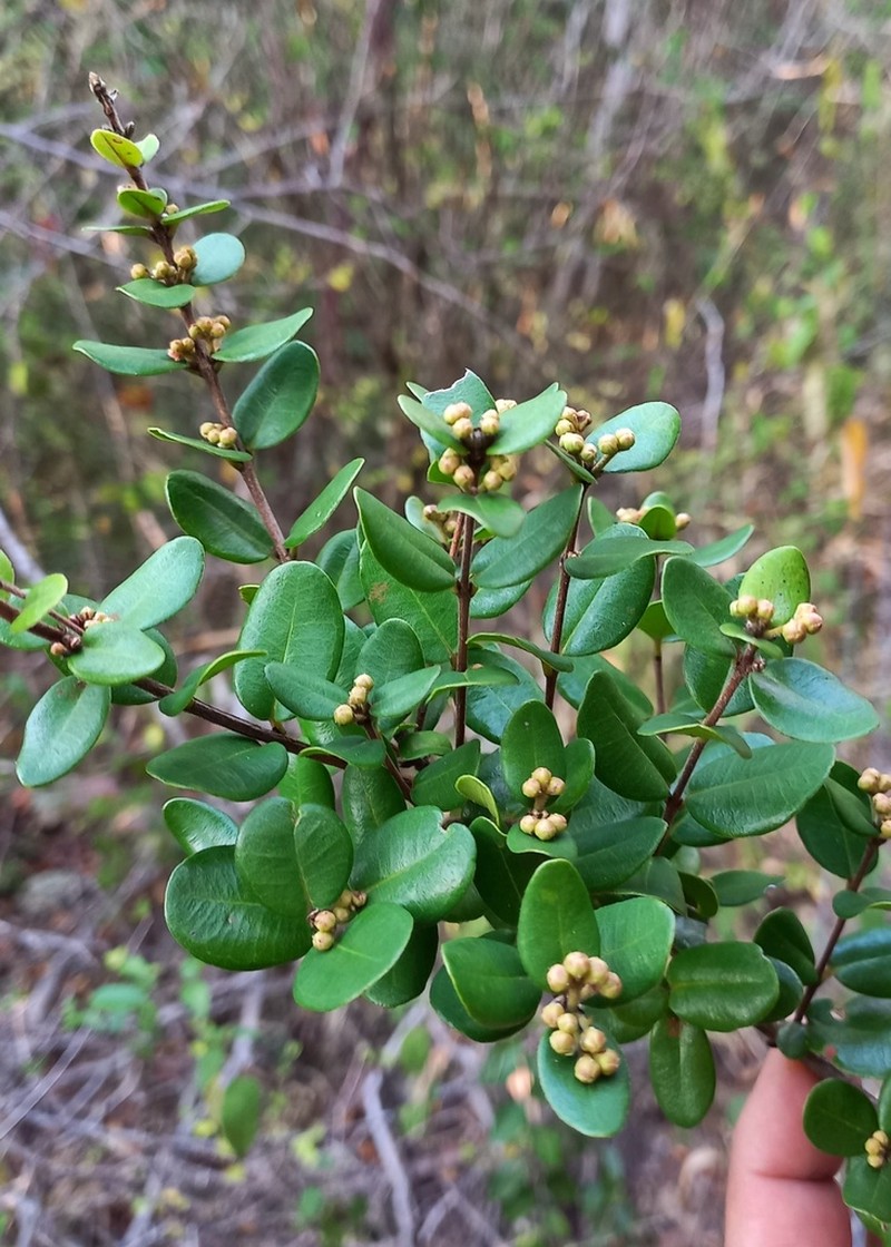 Algrizea minor