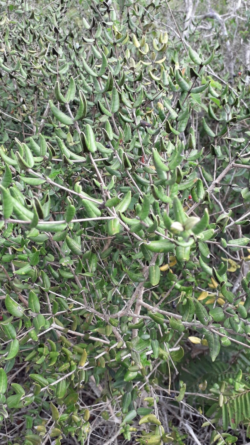 Algrizea minor photo 5