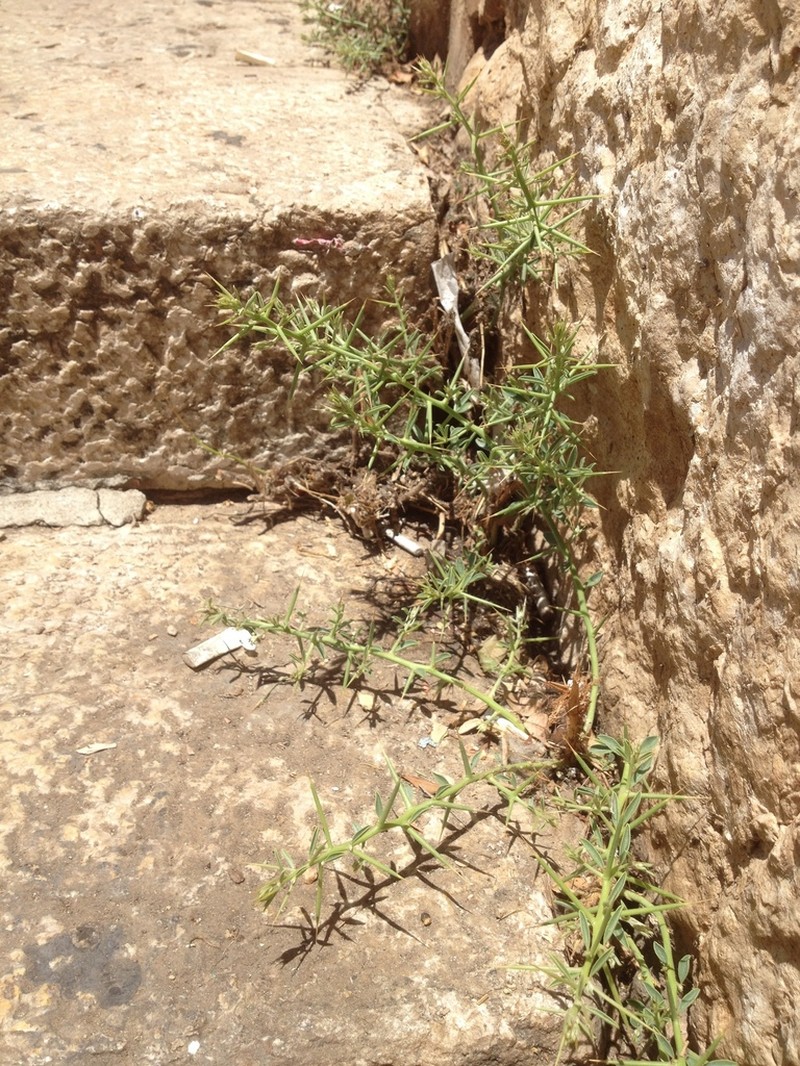 Alhagi graecorum photo 8