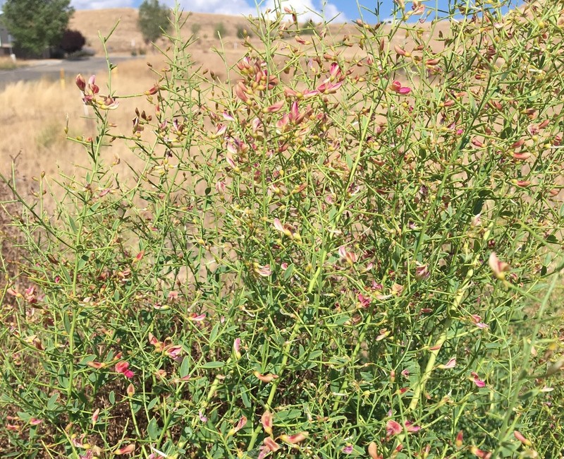 Camelthorn photo 3