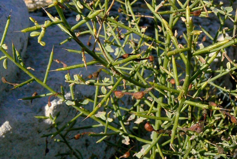 Camelthorn photo 4