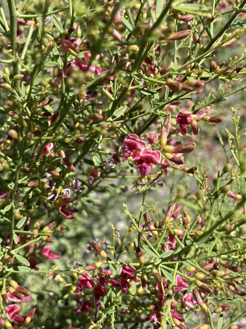 Camelthorn photo 5