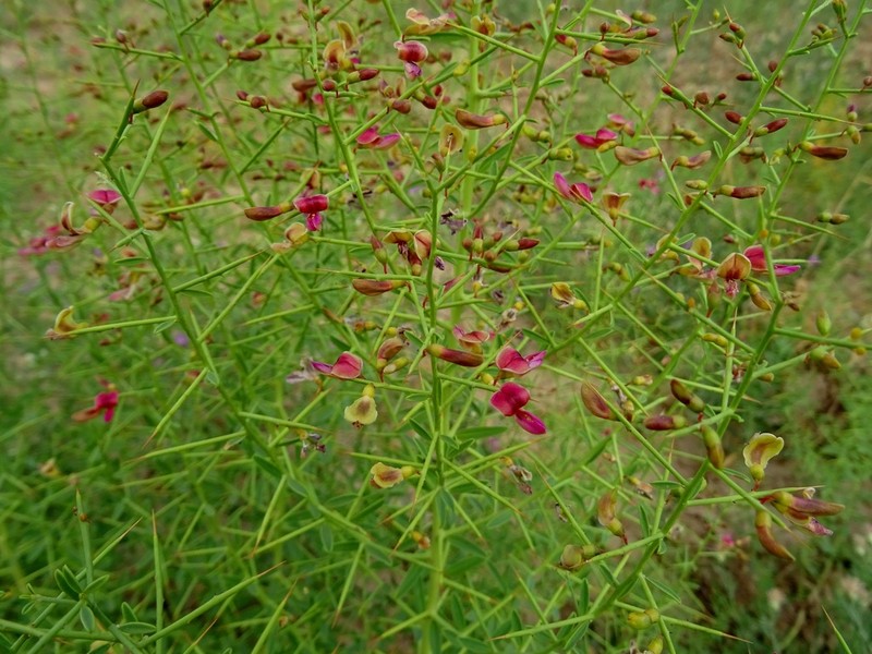 Camelthorn photo 6
