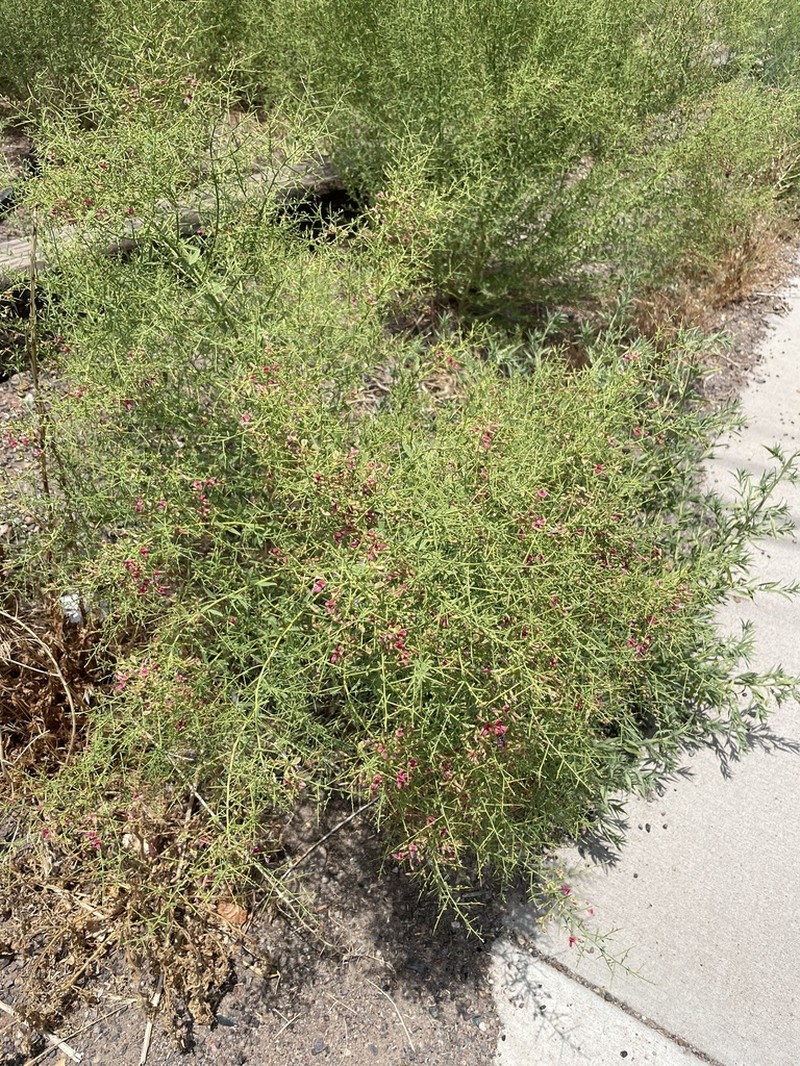 Camelthorn photo 7