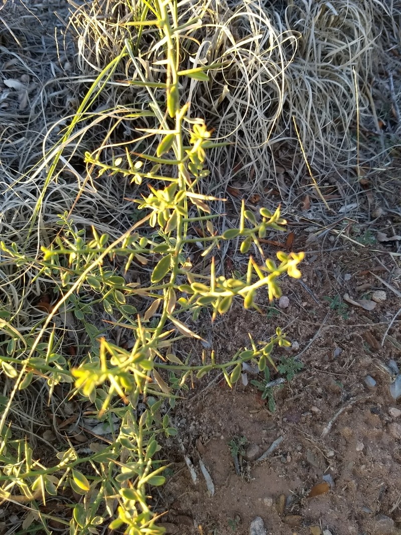 Camelthorn photo 8