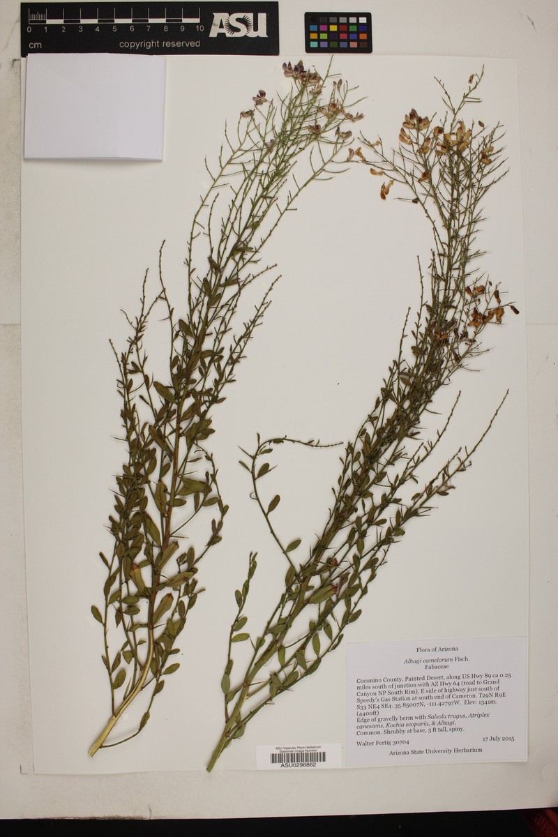 Alhagi maurorum var. maurorum
