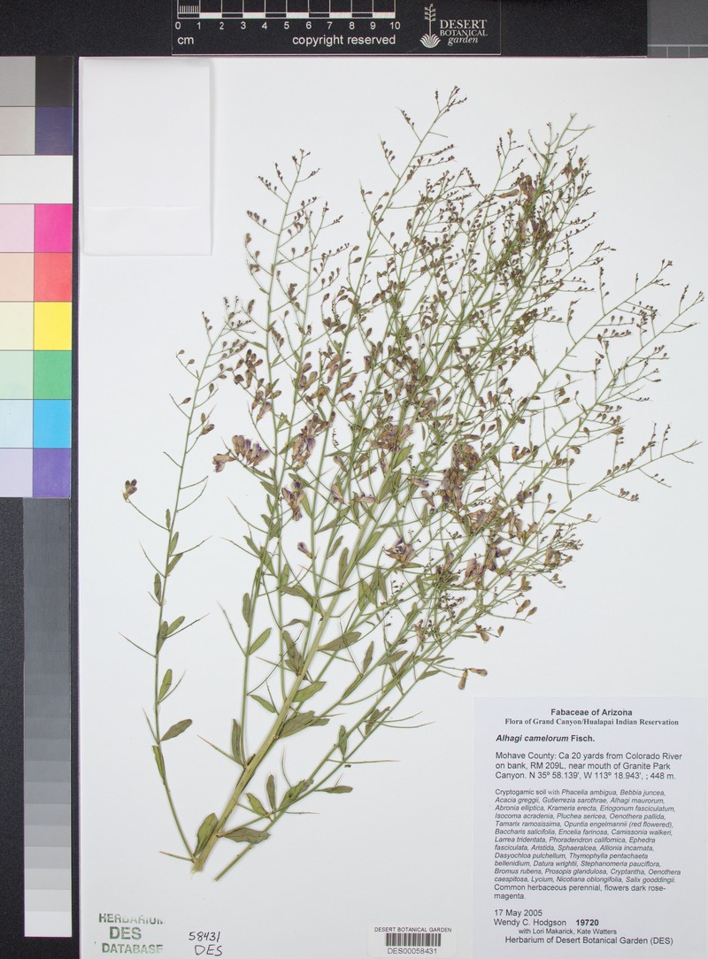 Alhagi maurorum var. maurorum photo 2