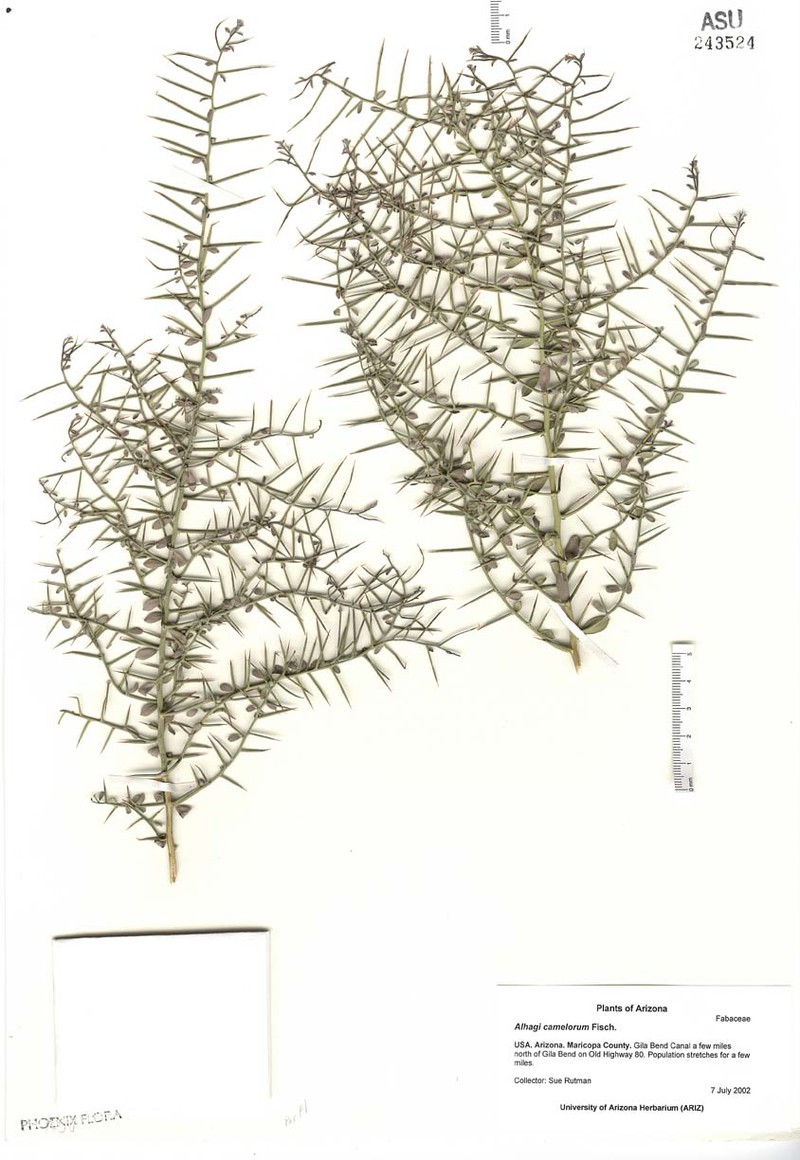 Alhagi maurorum var. maurorum photo 3
