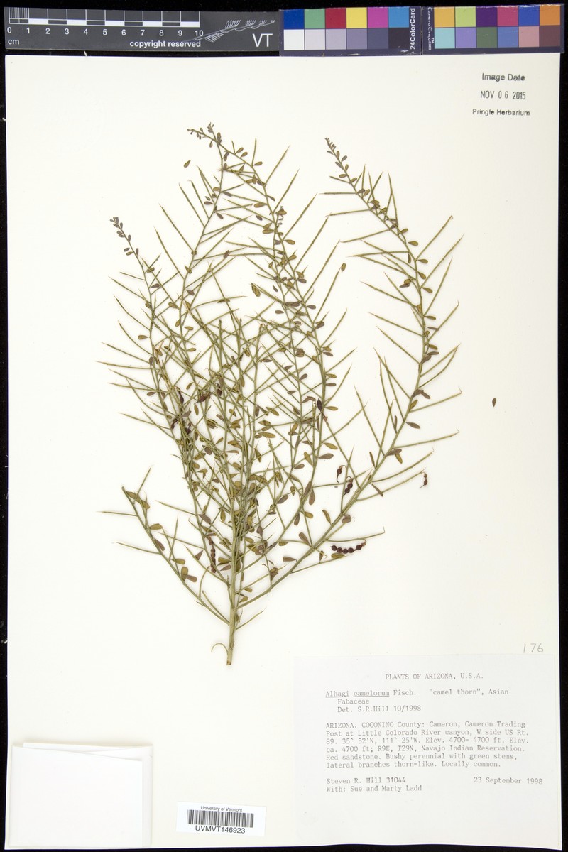 Alhagi maurorum var. maurorum photo 4