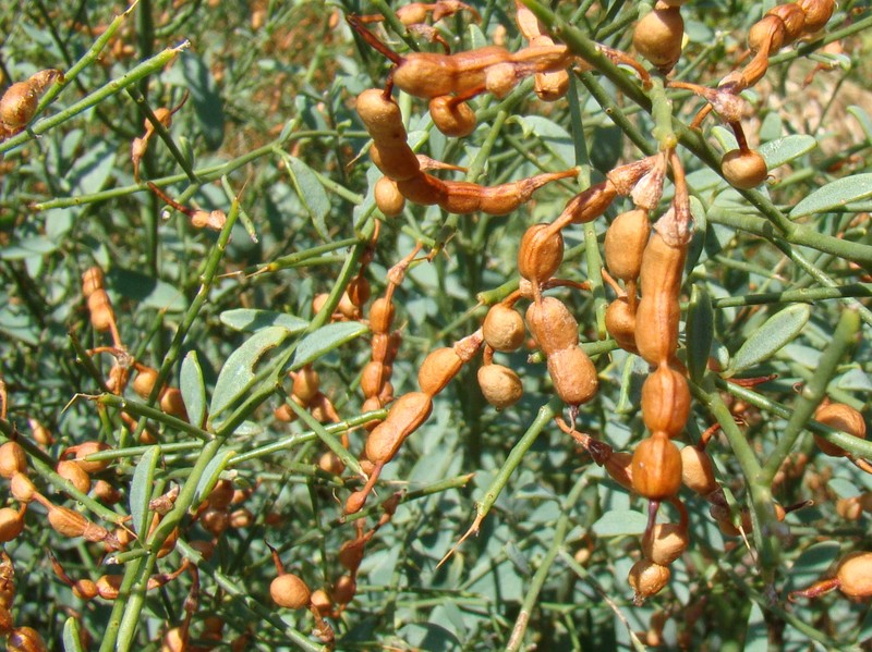 Alhagi pseudalhagi photo 2