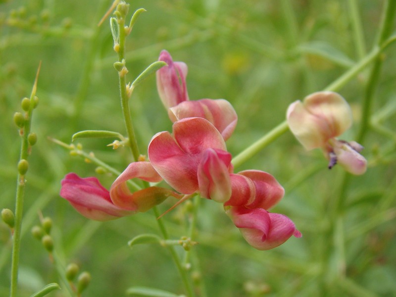 Alhagi pseudalhagi photo 3