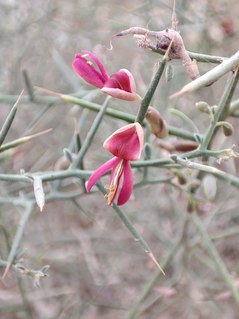 Alhagi pseudalhagi photo 4