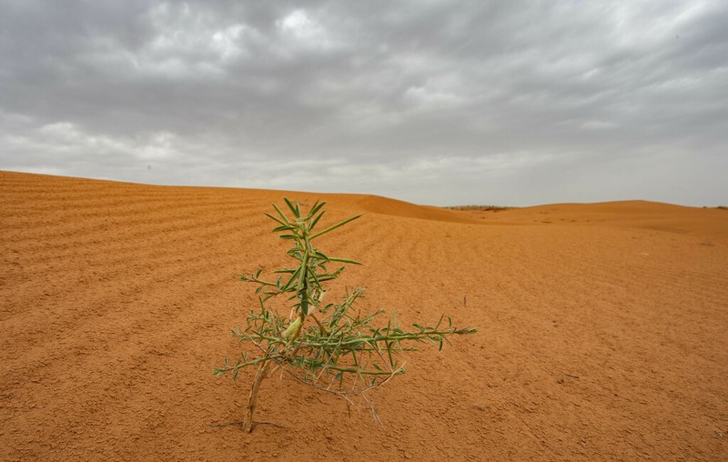 Alhagi pseudalhagi photo 5