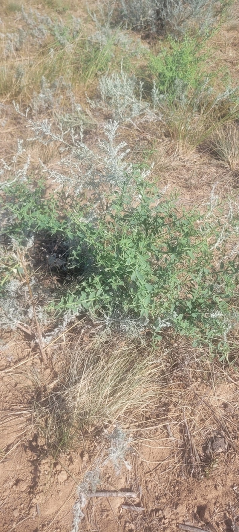Alhagi pseudalhagi photo 6