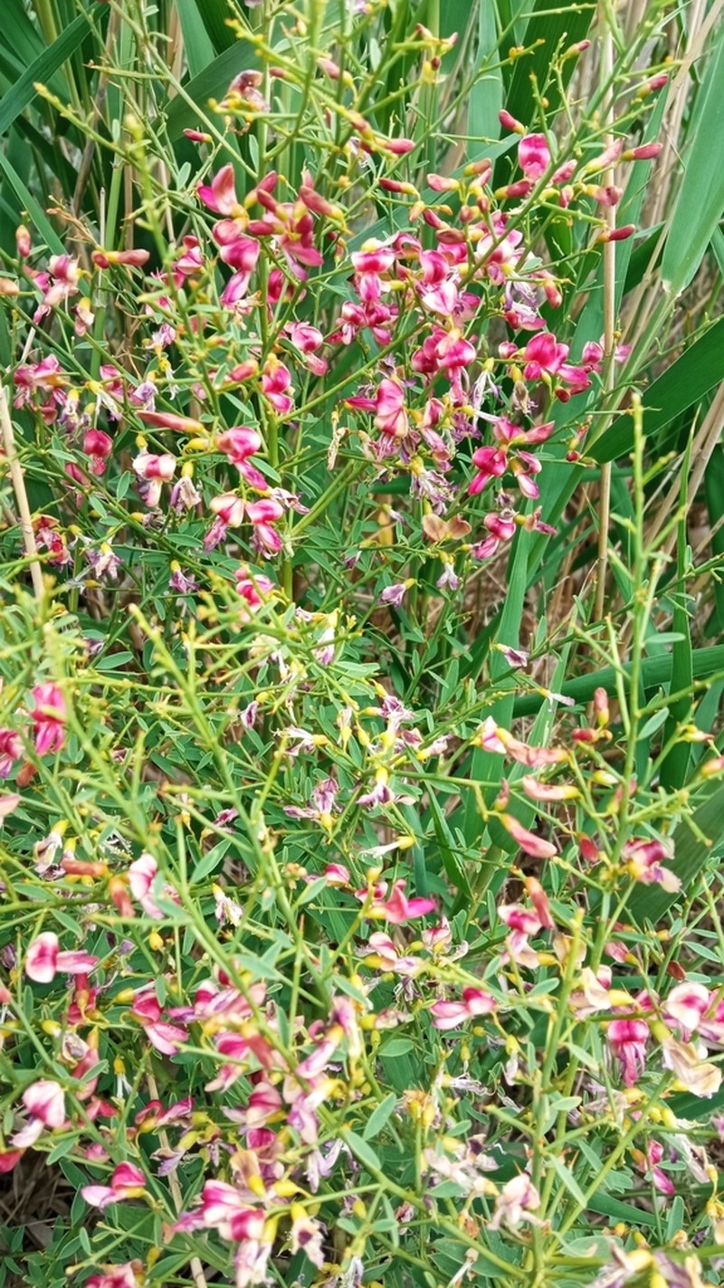 Alhagi pseudalhagi photo 7