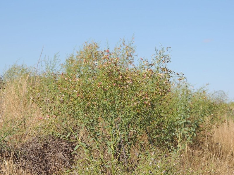 Alhagi pseudalhagi photo 8
