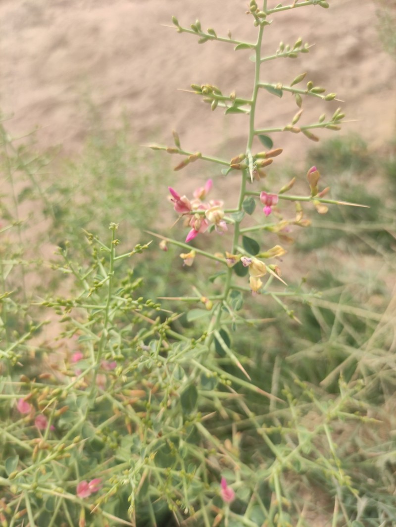 Alhagi pseudalhagi subsp. canescens