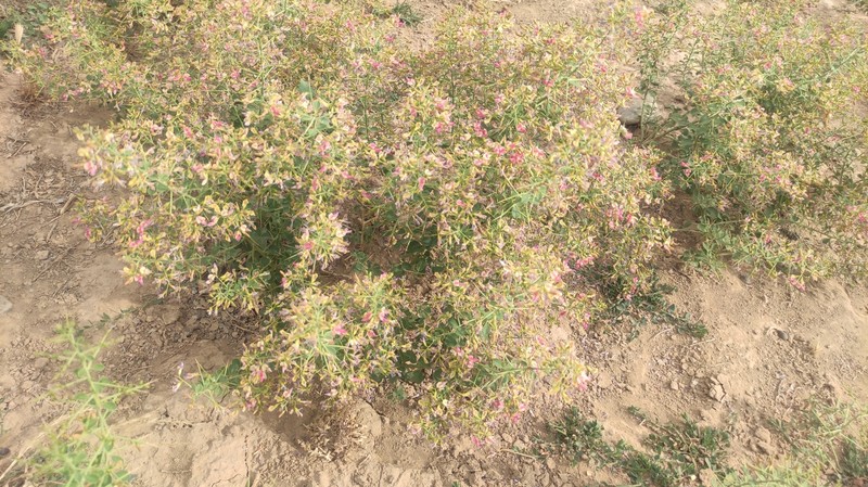 Alhagi pseudalhagi subsp. canescens photo 2