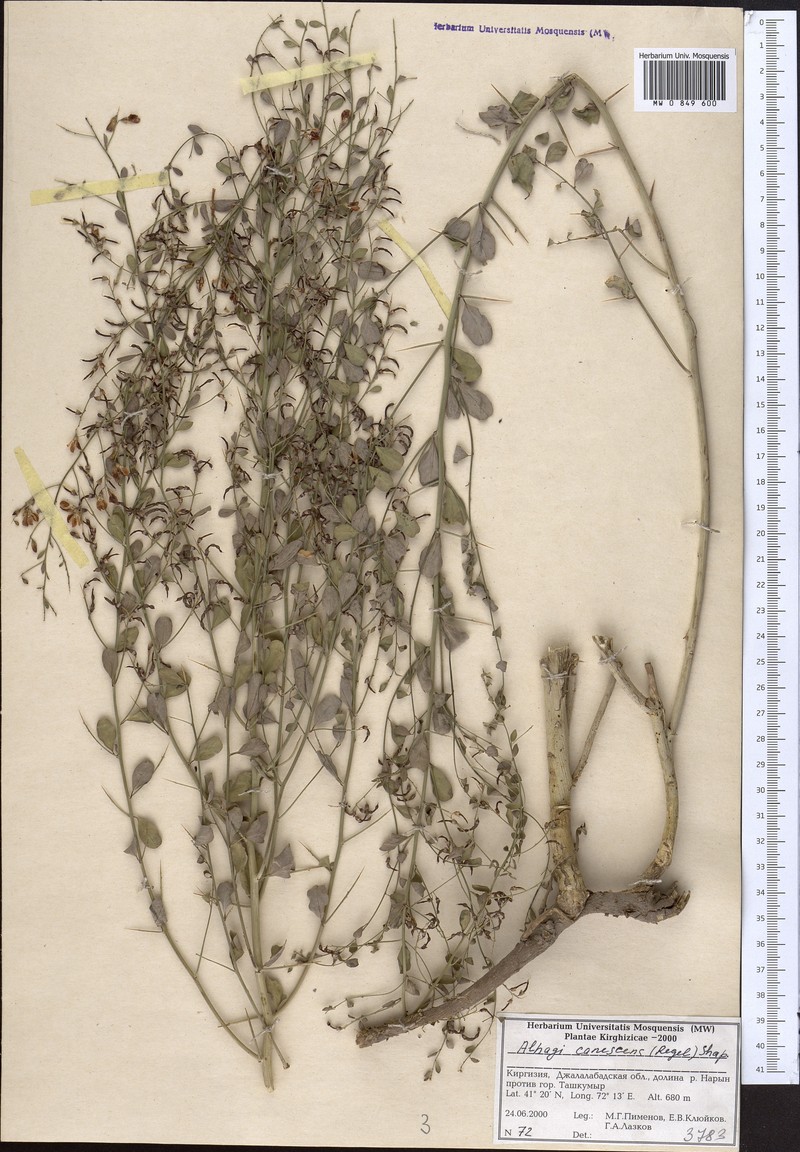Alhagi pseudalhagi subsp. canescens photo 3