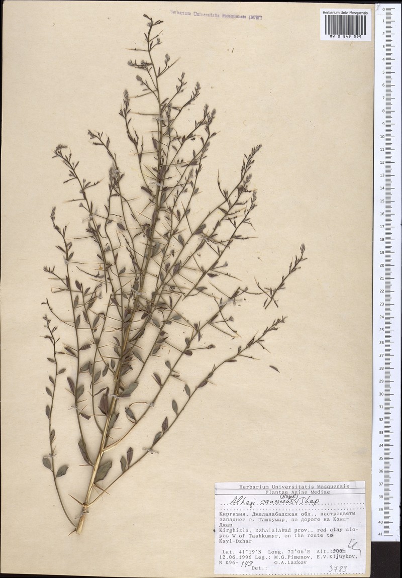 Alhagi pseudalhagi subsp. canescens photo 4