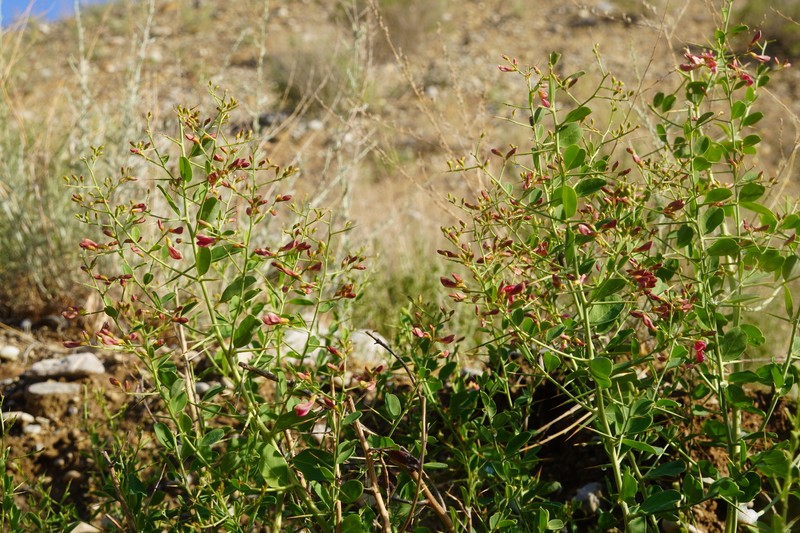 Alhagi pseudalhagi subsp. kirghisorum