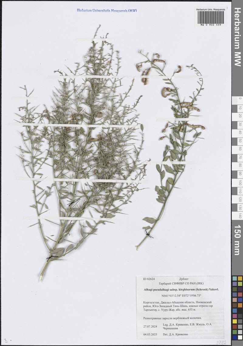 Alhagi pseudalhagi subsp. kirghisorum photo 2