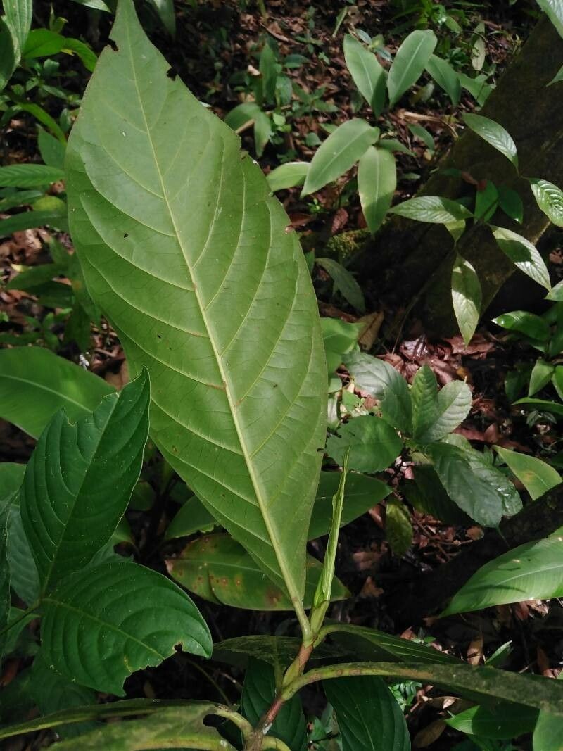Alibertia atlantica photo 2