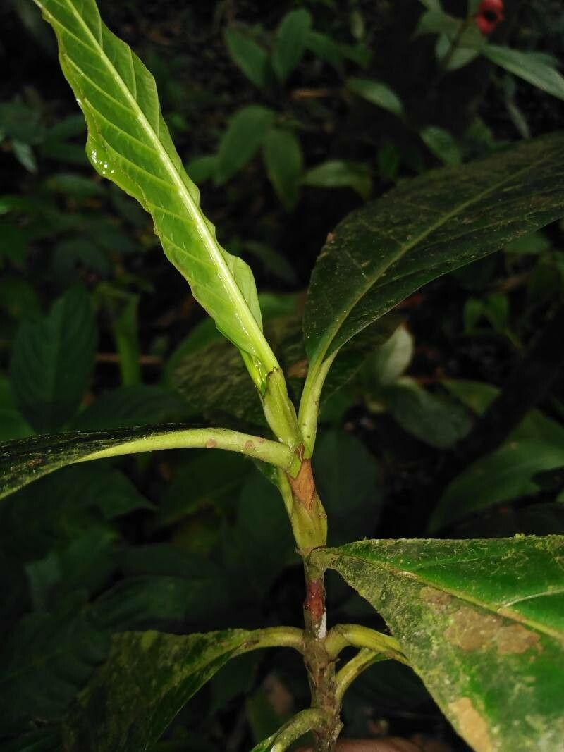 Alibertia atlantica photo 3