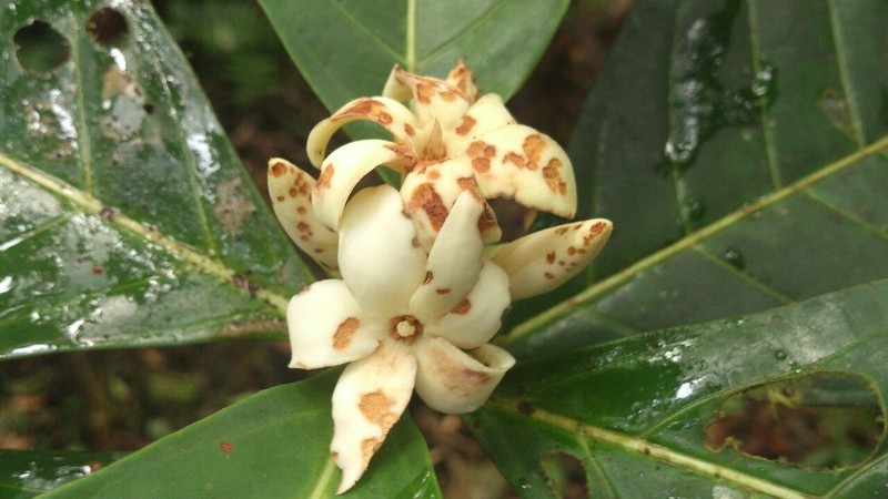 Alibertia atlantica photo 4