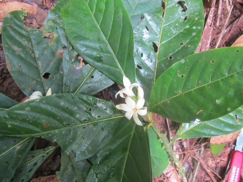 Alibertia atlantica photo 5