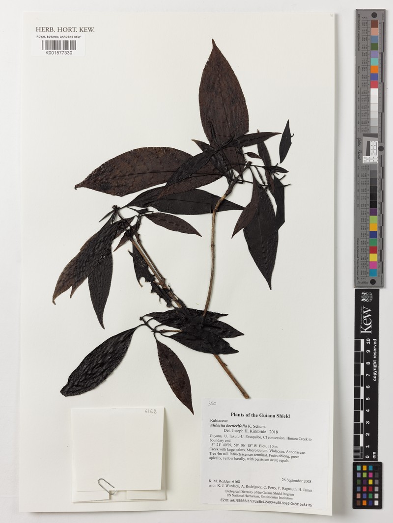 Alibertia bertierifolia