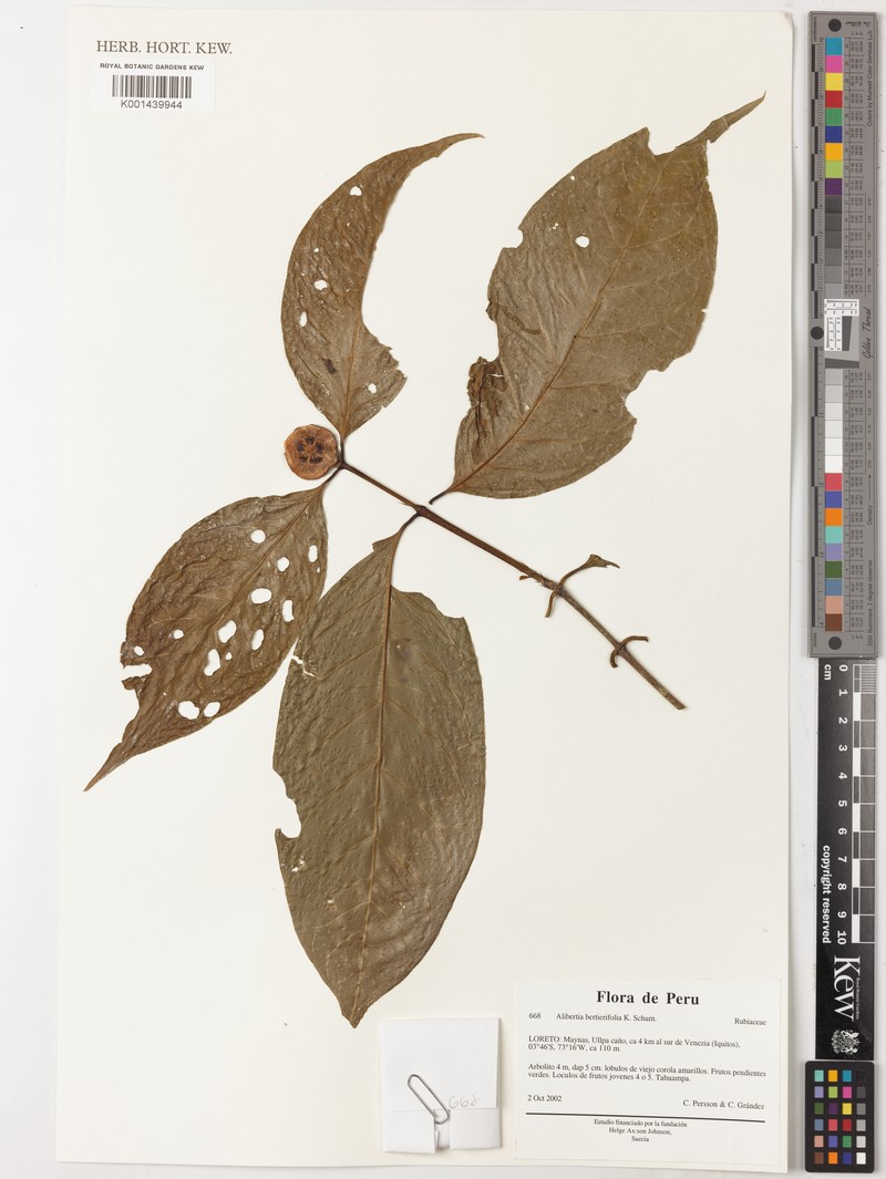 Alibertia bertierifolia photo 2