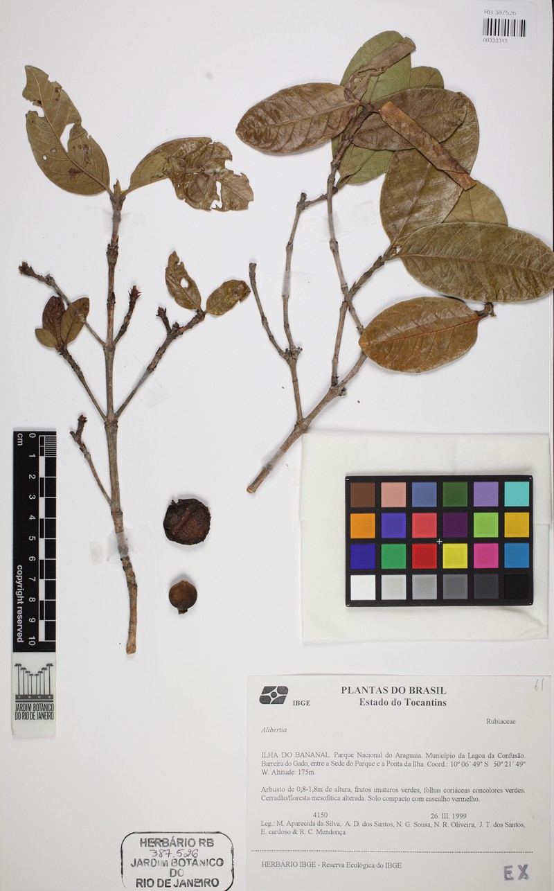 Alibertia bertierifolia photo 3