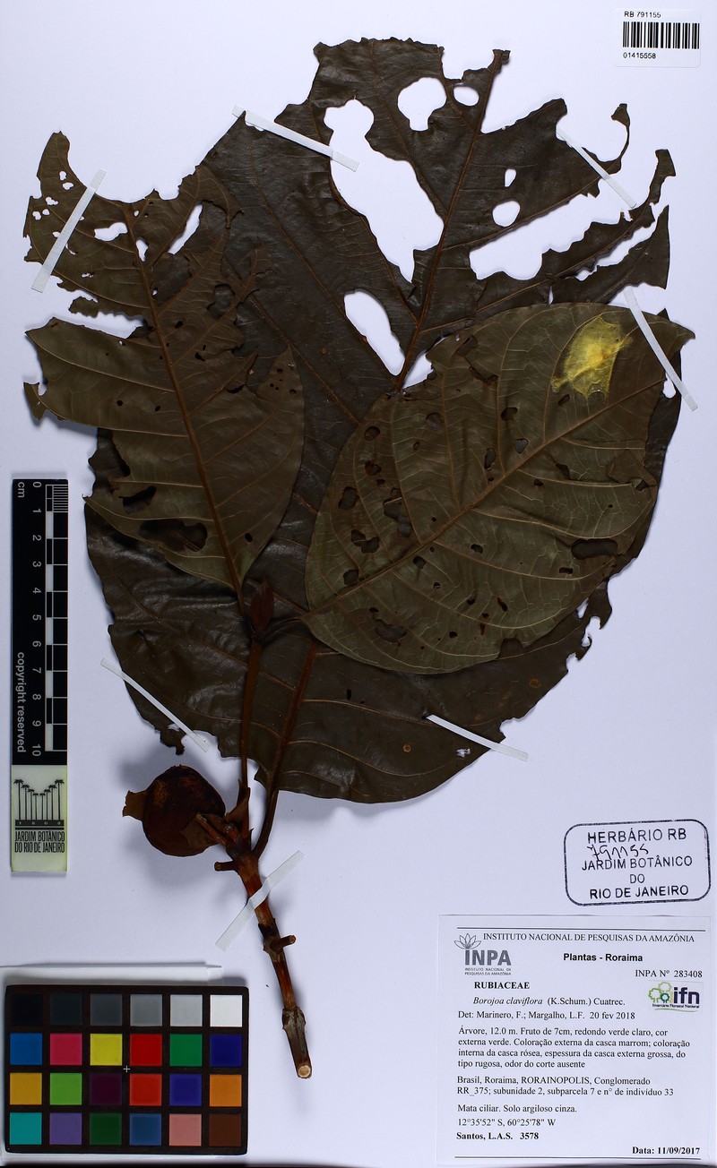 Alibertia claviflora
