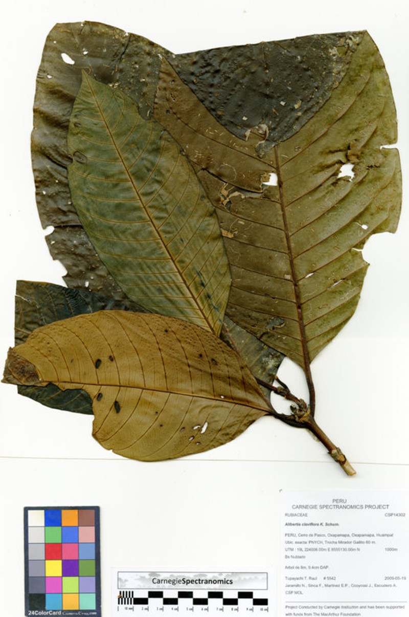 Alibertia claviflora photo 2
