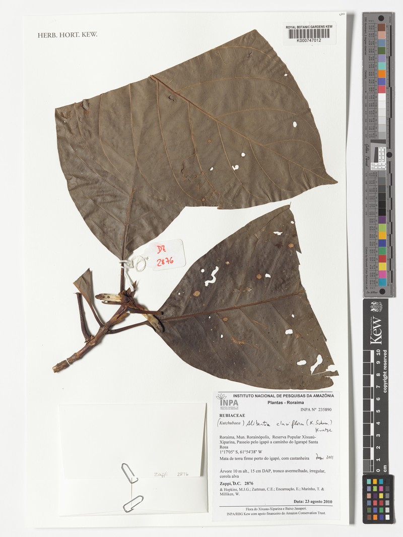 Alibertia claviflora photo 3