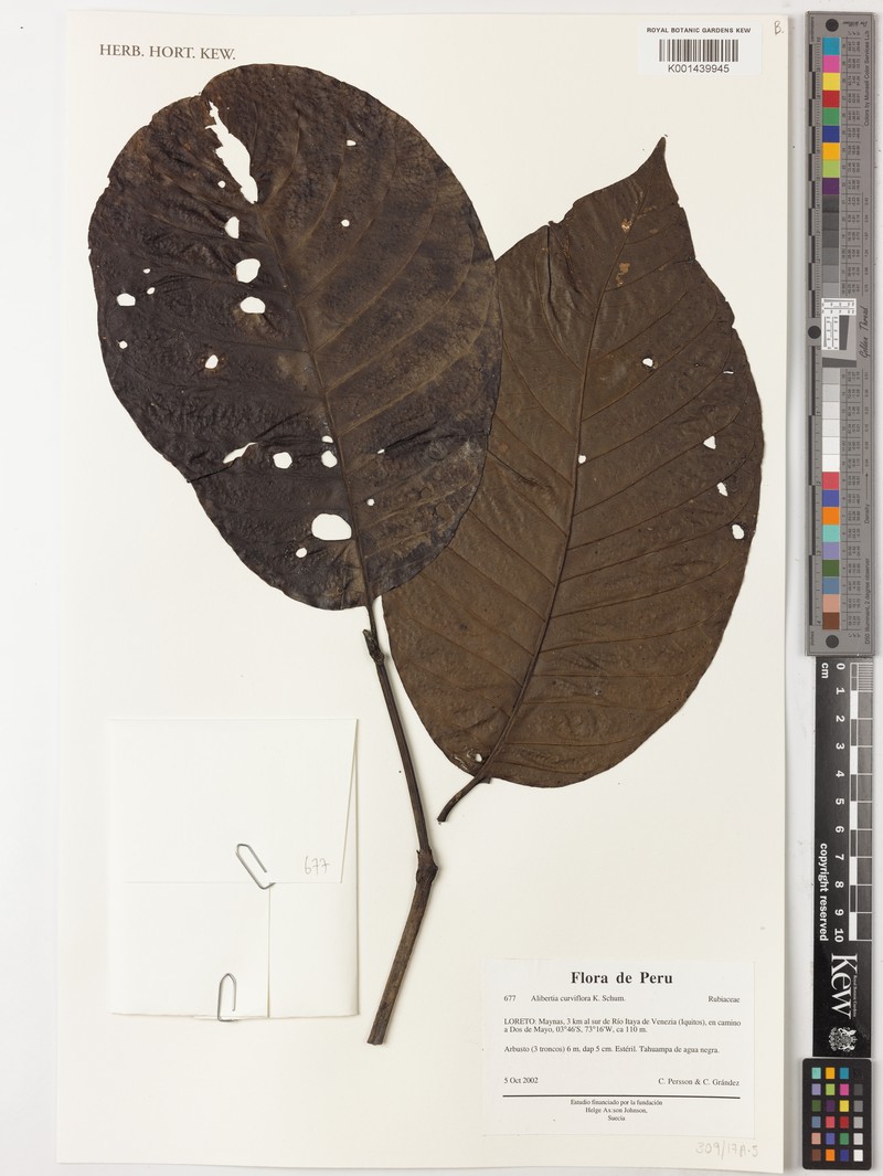 Alibertia curviflora