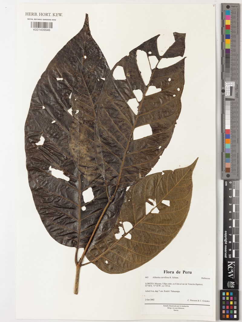 Alibertia curviflora photo 2