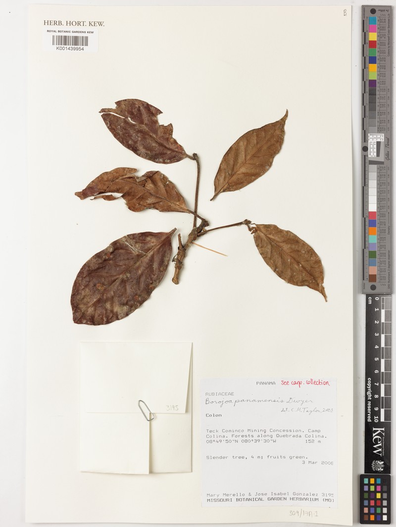Alibertia dwyeri