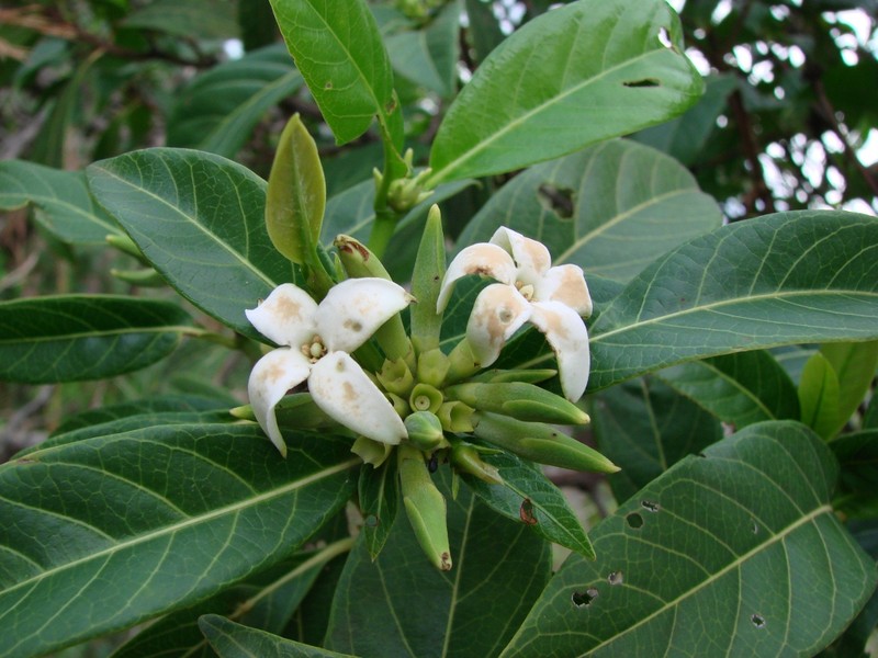 Alibertia edulis