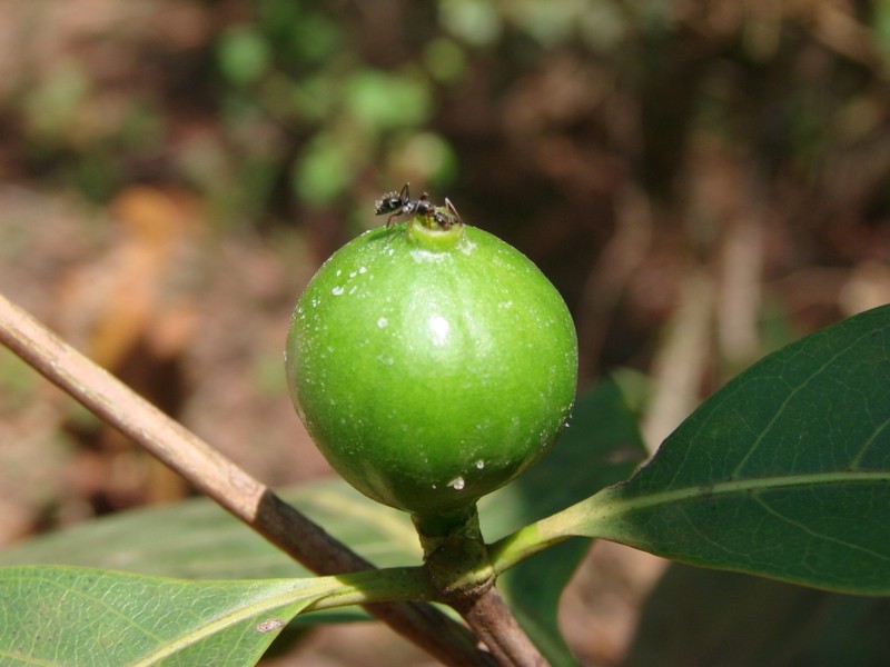 Alibertia edulis photo 2