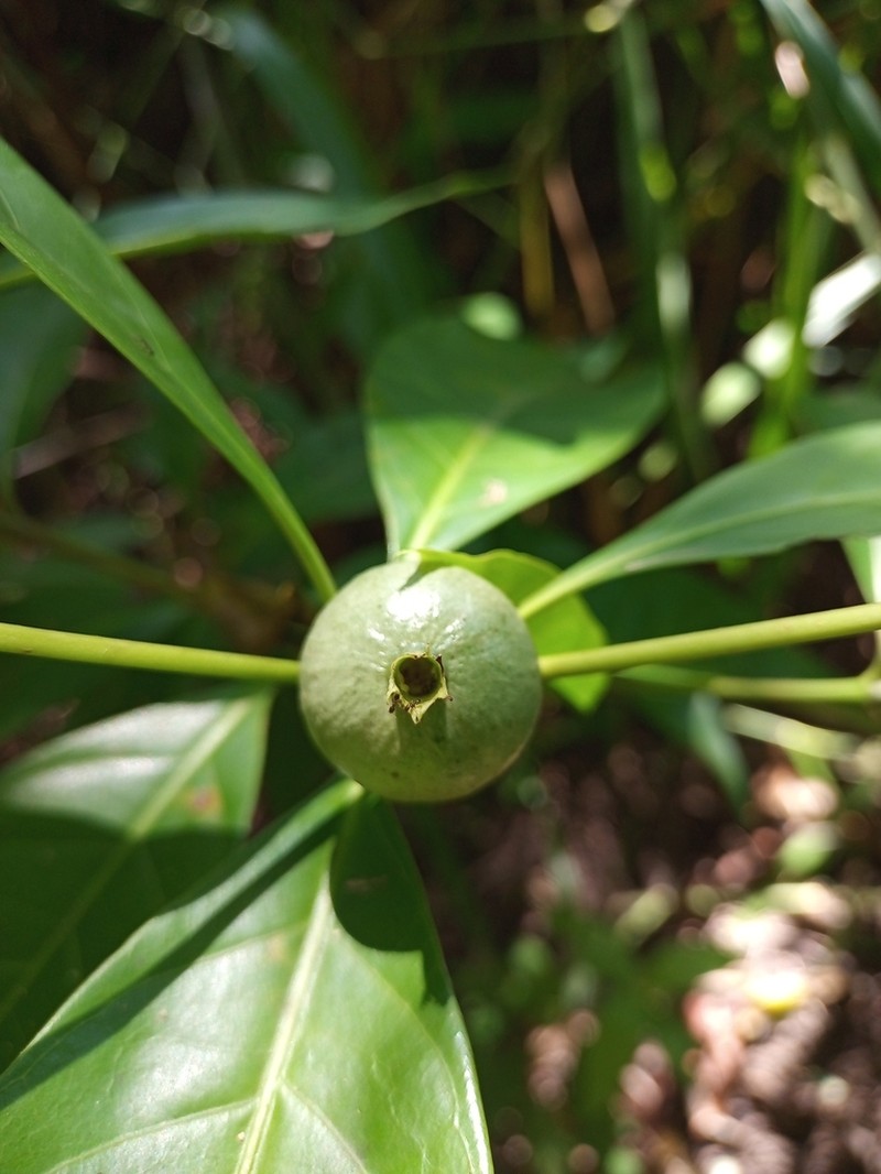 Alibertia edulis photo 3