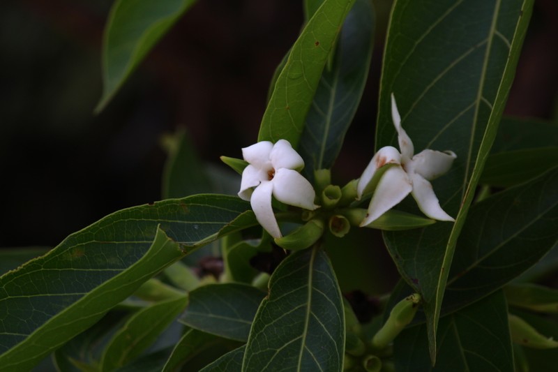 Alibertia edulis photo 4
