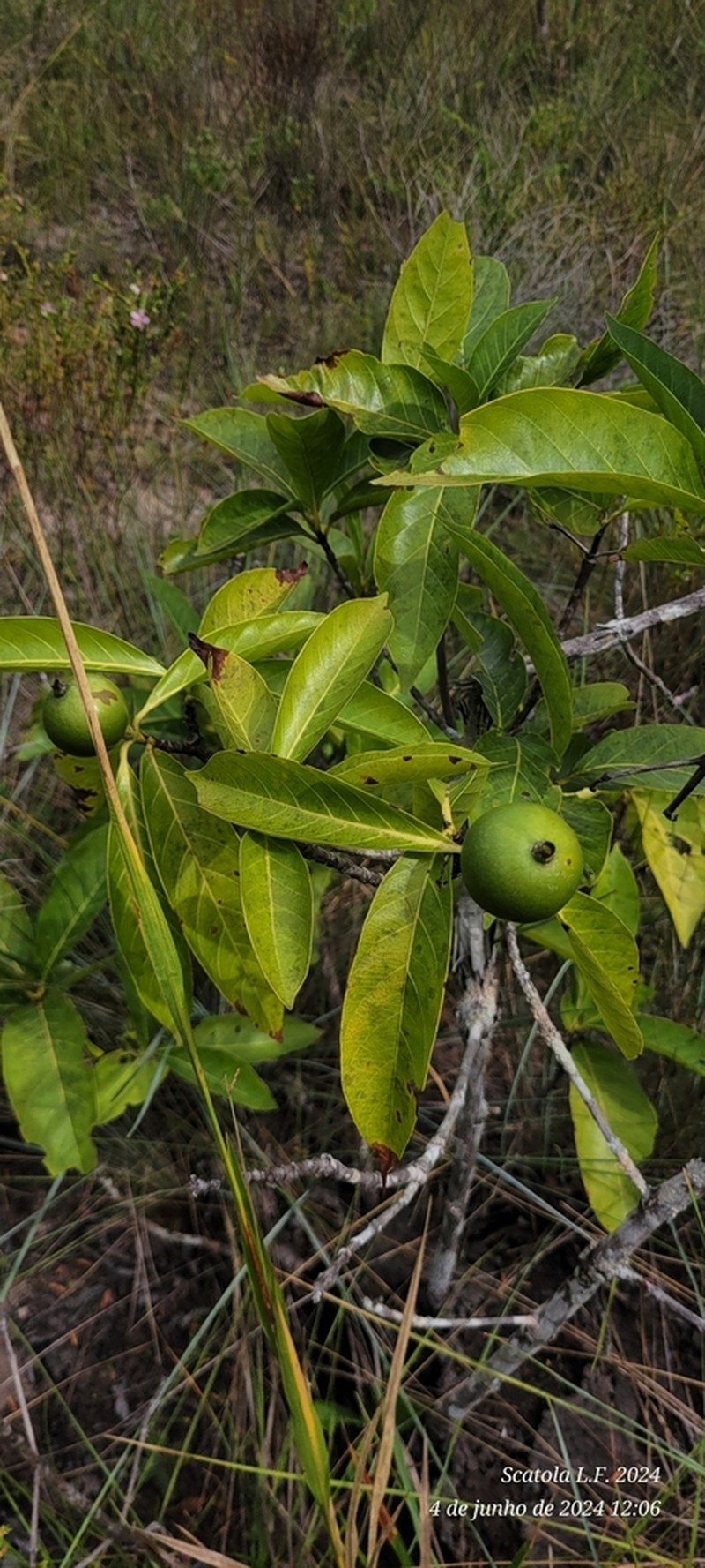 Alibertia edulis photo 5